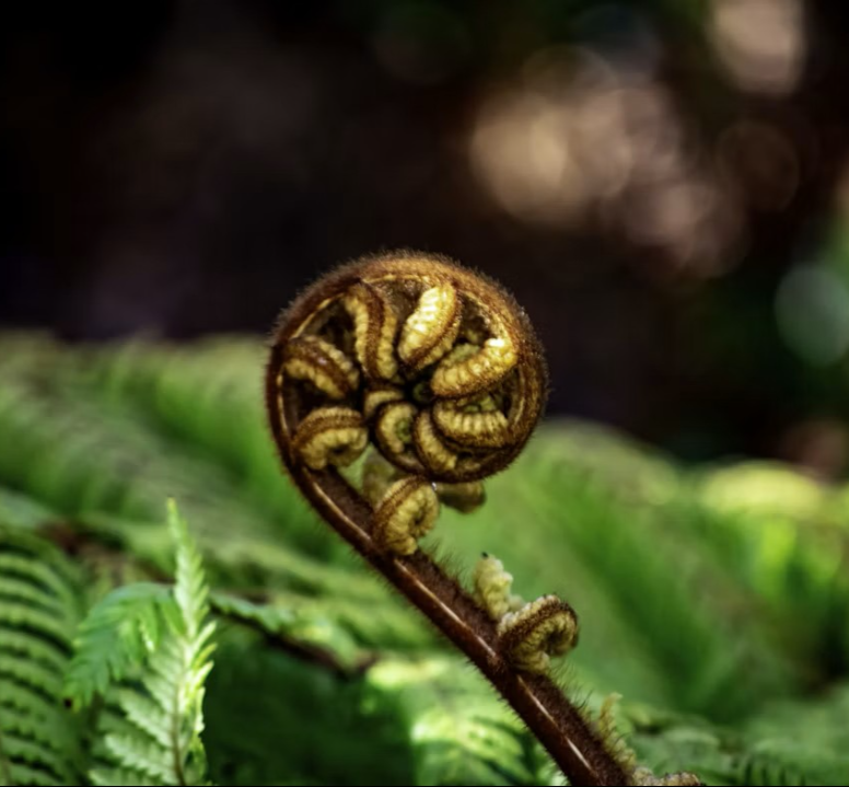 Unfurling fern frond.