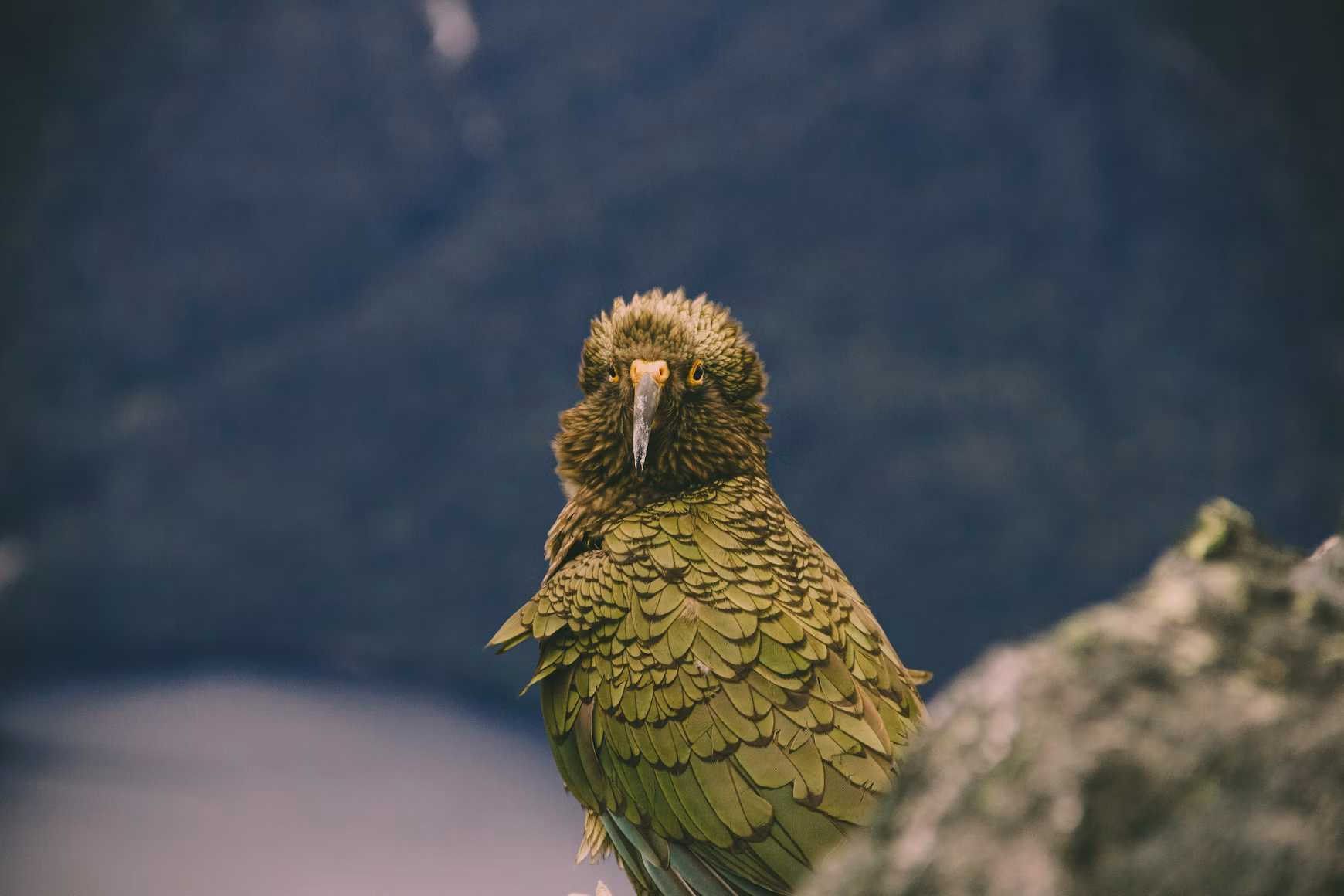 Kea perched on a rock.