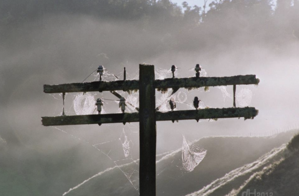 Power pole with insulators and cobwebs.