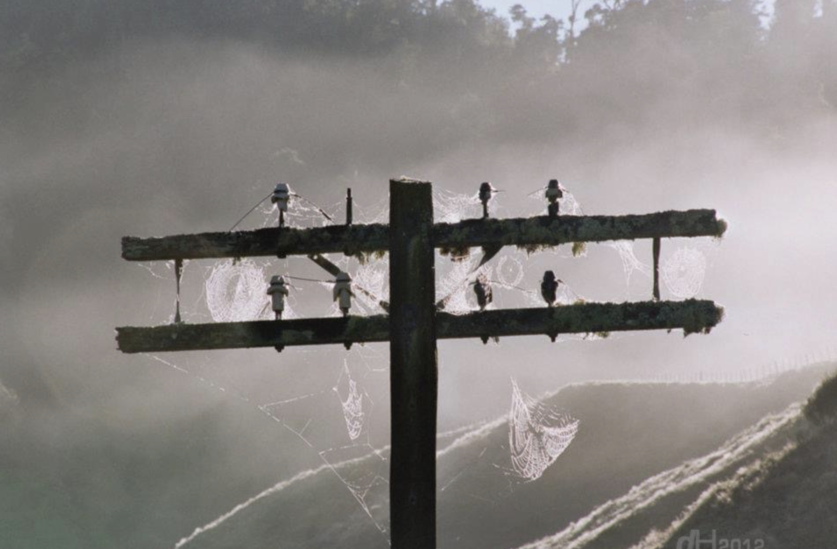 Power pole with insulators and cobwebs.