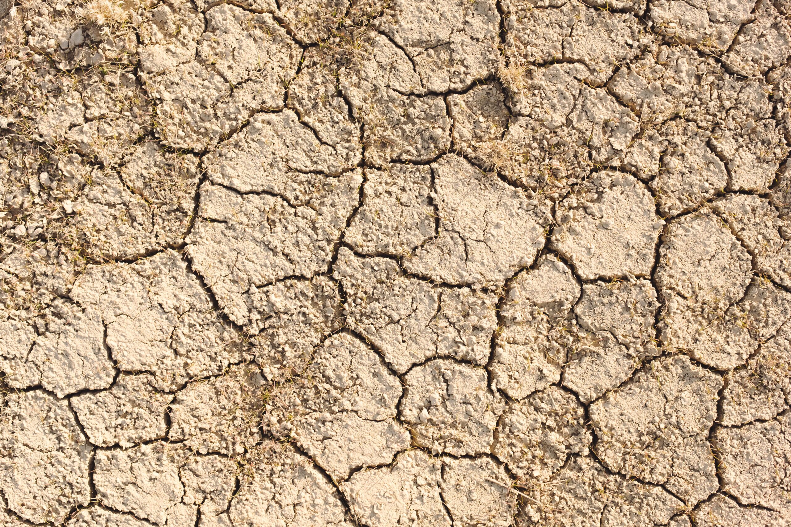 Close-up of cracked, dry earth.