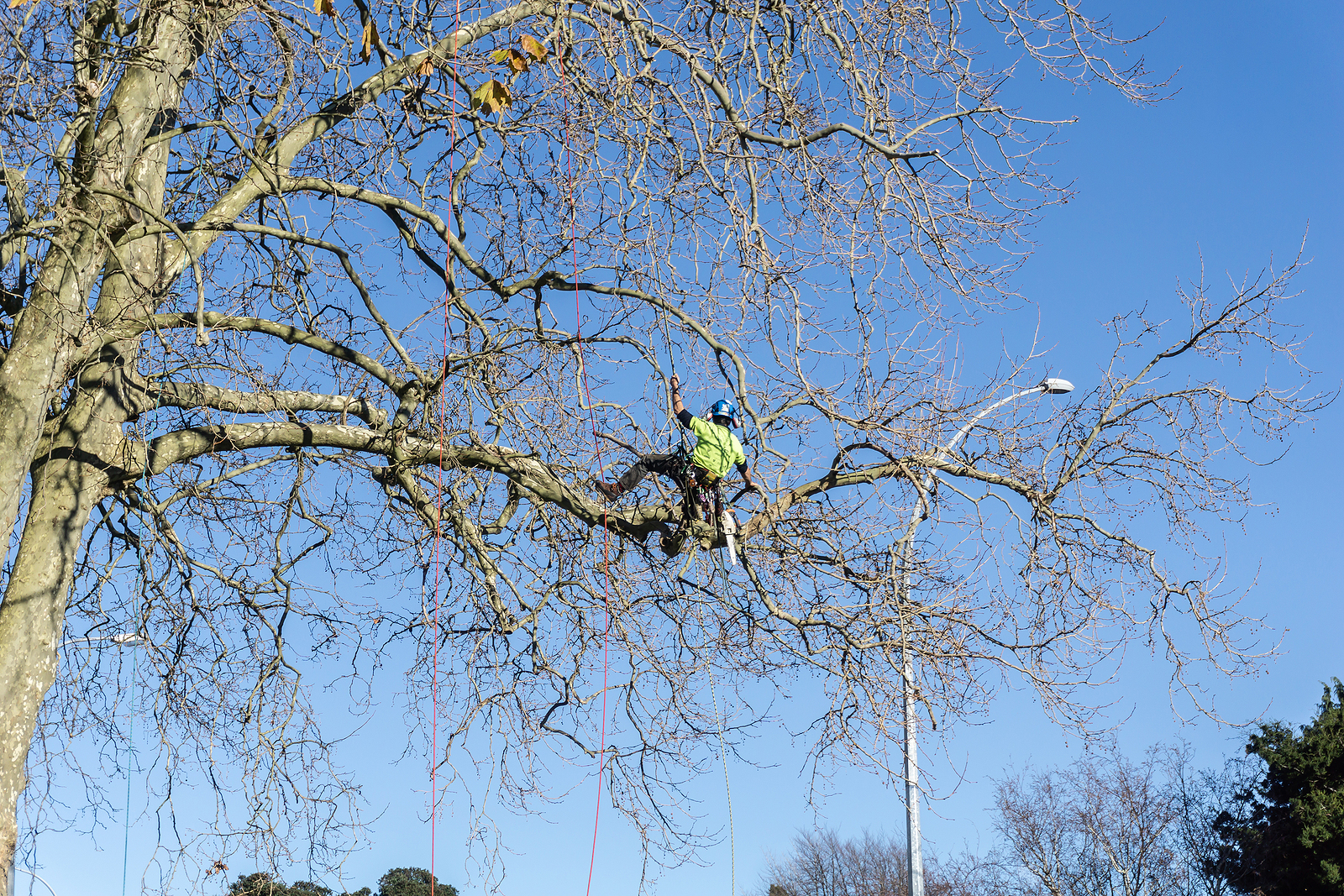 Arborist working in a tree using ropes and climbing equipment.