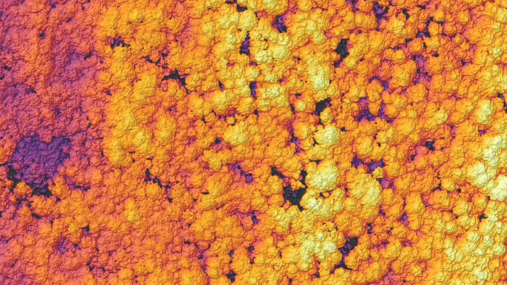 False-colour map showing variations in forest canopy height.