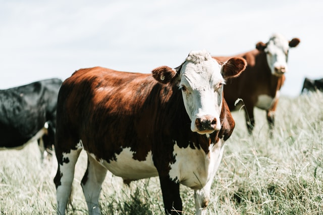 Cattle grazing in a paddock.